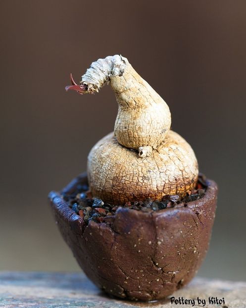 Kitoi - Euphorbia cremersii - Vase - aranjamente - accesorii