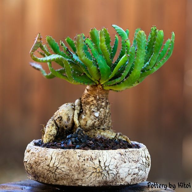 Kitoi - Euphorbia stellata - Vase - aranjamente - accesorii