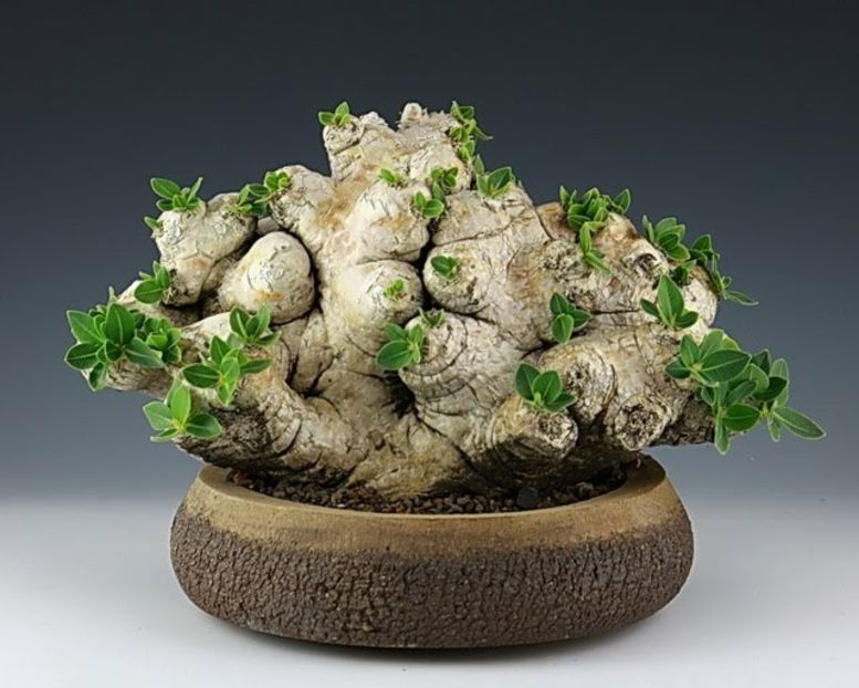 Kitoi - Pachypodium brevicaule - Vase - aranjamente - accesorii
