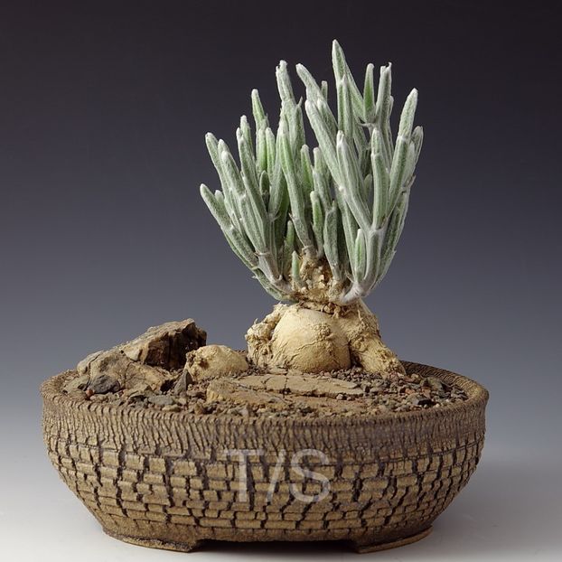Kitoi - Seyrigia humbertii - Vase - aranjamente - accesorii
