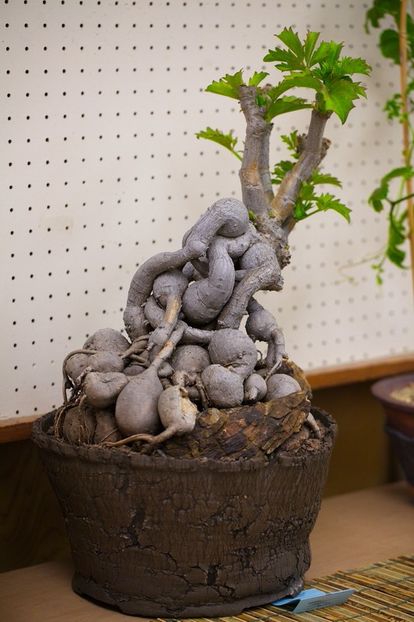 Kitoi - Vase - aranjamente - accesorii