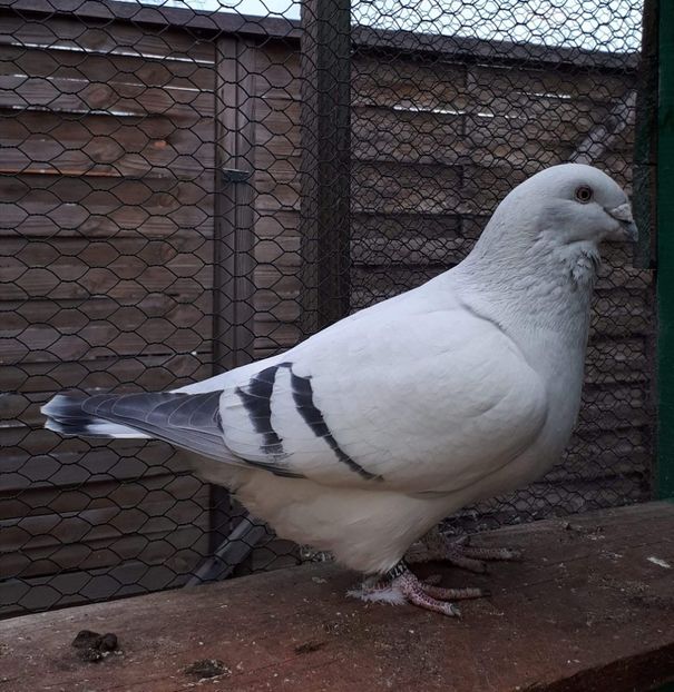 Fem 2016 - Femele 2018