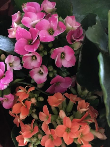 3martie - Kalanchoe 2018