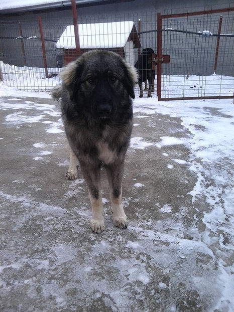  - Novac de pe Somes - Ciobanesc Romanesc Carpatin