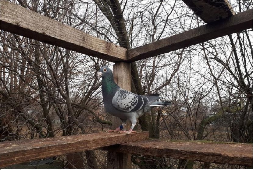 M2015 - Voiajori sport 2019