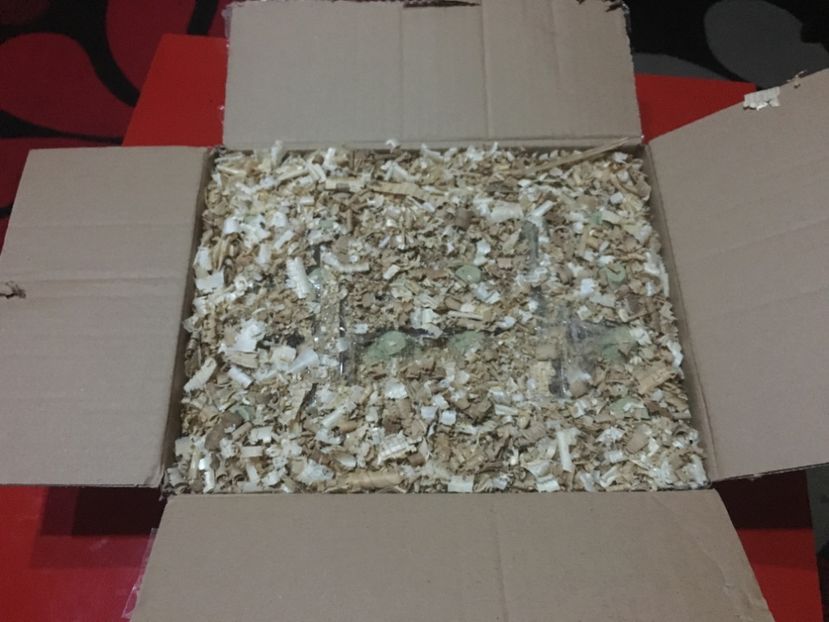 image - 0 Sa Înceapă Nebunia