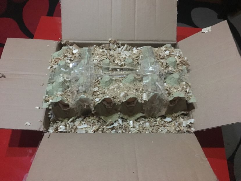 image - 0 Sa Înceapă Nebunia