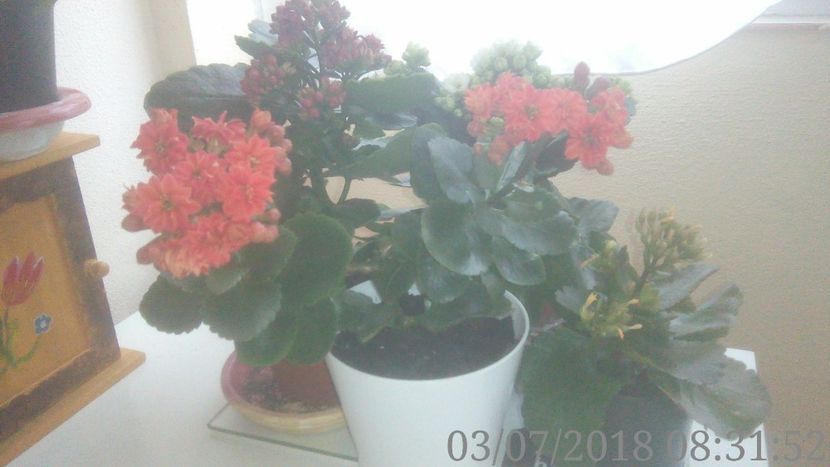  - Kalanchoe