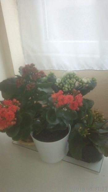  - Kalanchoe