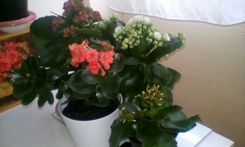  - Kalanchoe