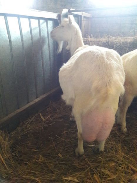  - Capre Saanen cu Pedigree