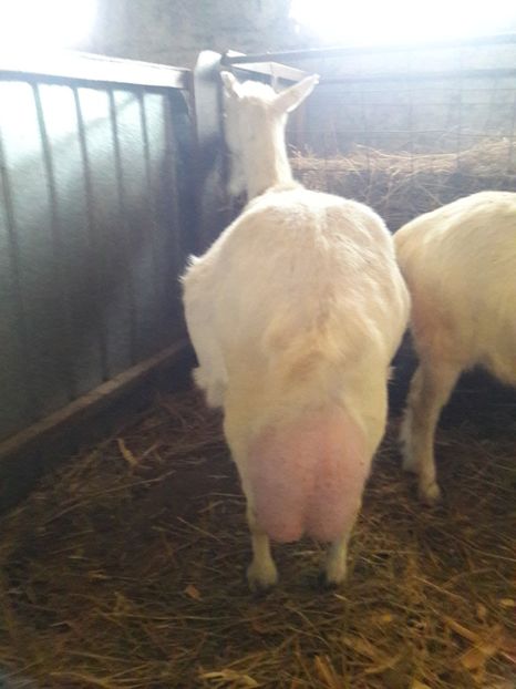  - Capre Saanen cu Pedigree