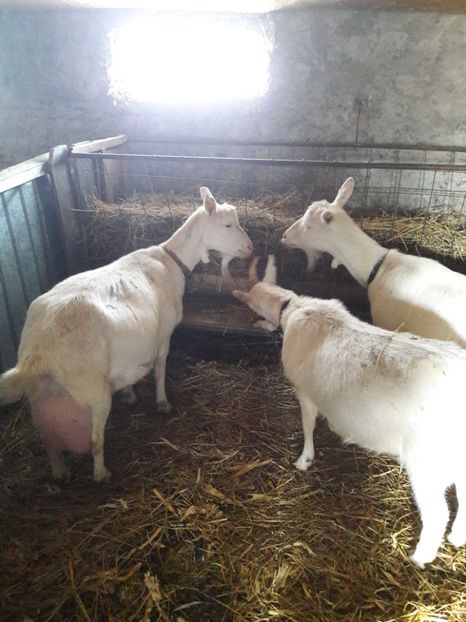  - Capre Saanen cu Pedigree