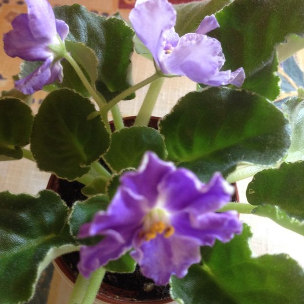 image - violete
