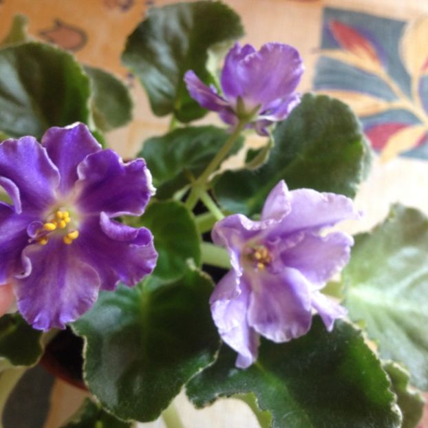 image - violete