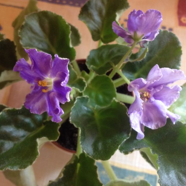 image - violete
