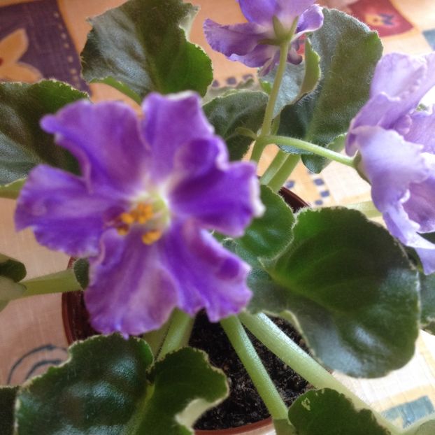 image - violete