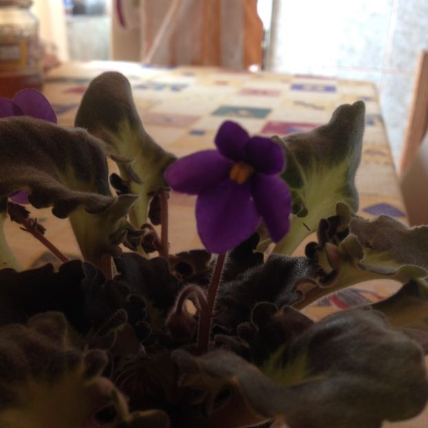 image - violete