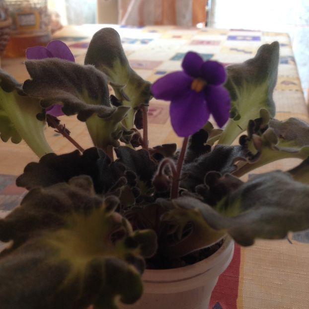 image - violete