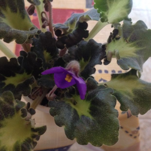 image - violete