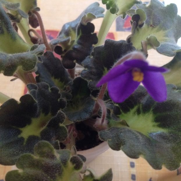 image - violete