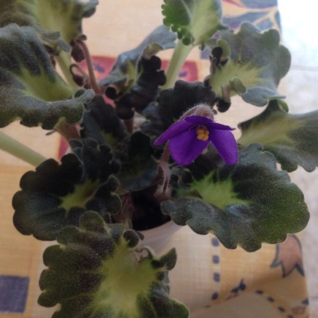 image - violete
