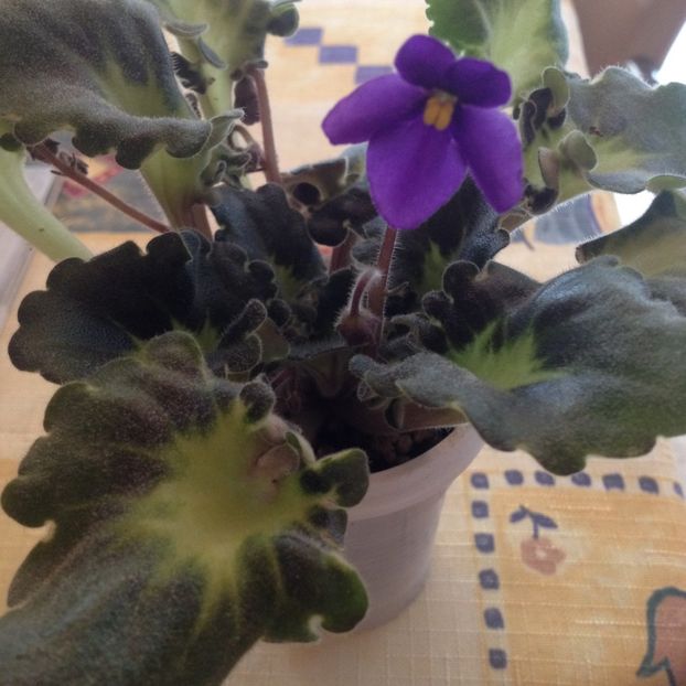 image - violete