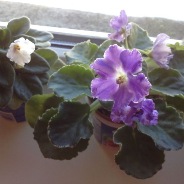 image - violete