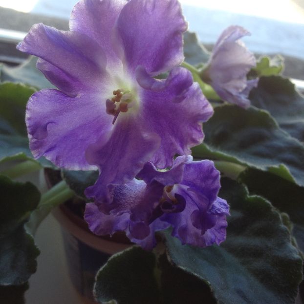 image - violete