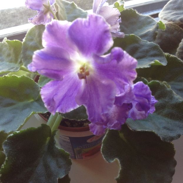 image - violete