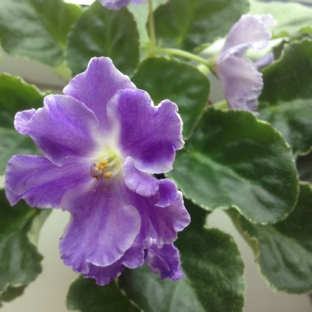 image - violete