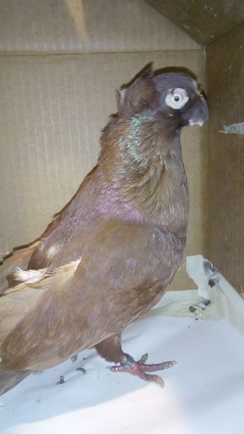  - jucatori de ardeal bimotati si nemotati matca 2017