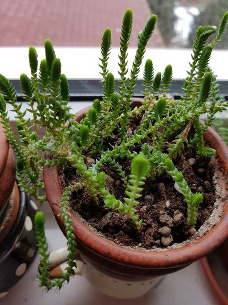 Crassula muscosa - Crassula