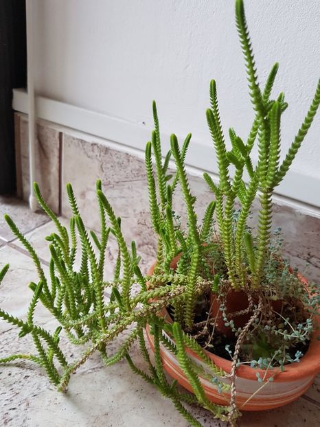 Crassula muscosa - Crassula