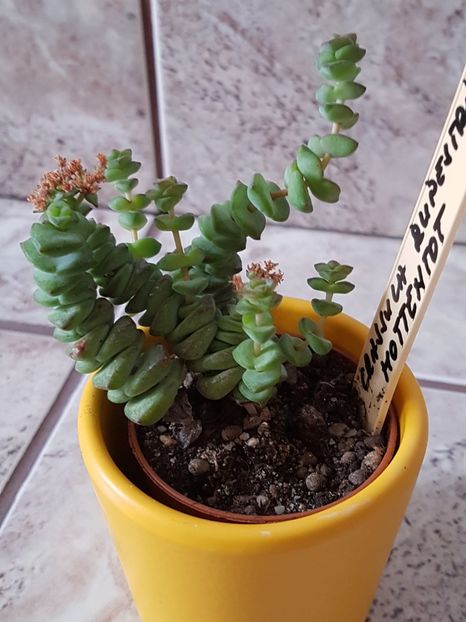 Crassula rupestris hottentot - Crassula