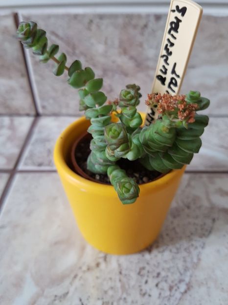  - Crassula