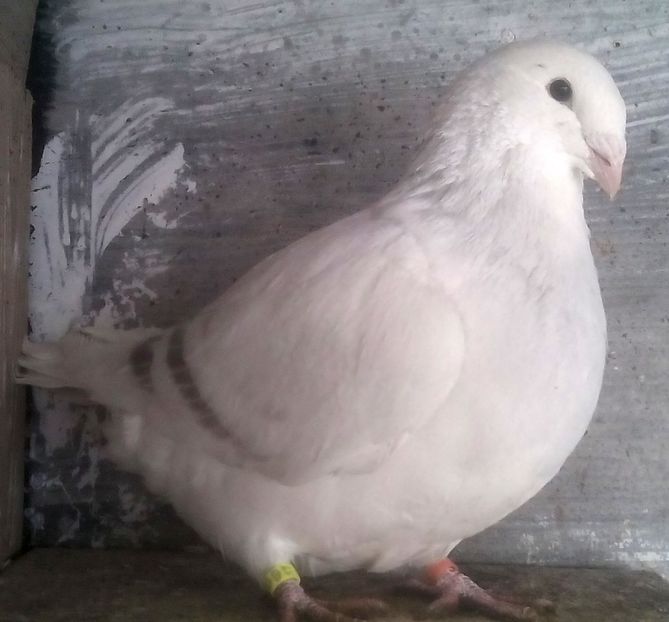  - - A - CRESCATOR POLIVALENT