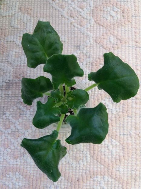 7 mar - ZZ LE Zelenaya Rosa - LE Green Rose