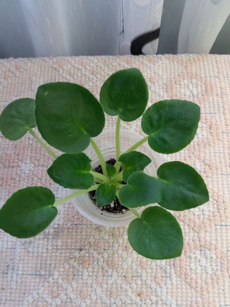 7 mar - ZZ RS Amulet sport