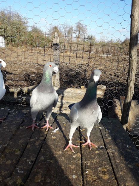  - Porumbei Germani de Frumusete