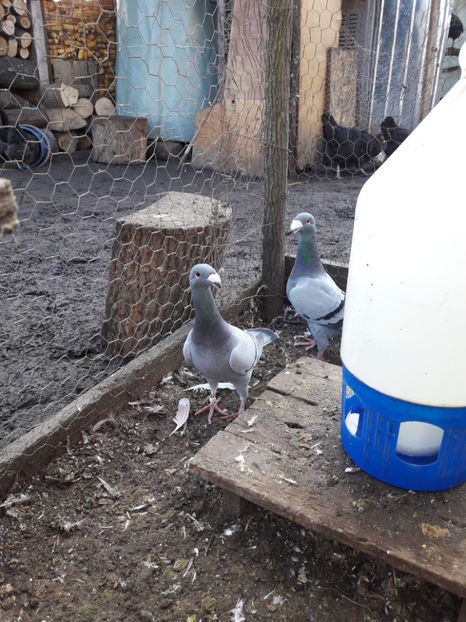  - Porumbei Germani de Frumusete