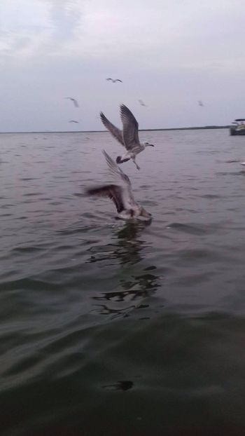 received_1391529570961751 - Ex1 Sulina