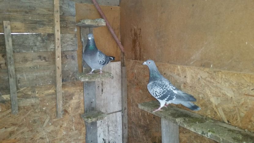  - Pasari facute cadou