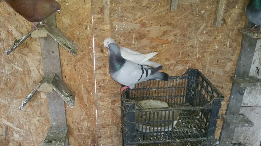  - Arhiva poze cu porumbei