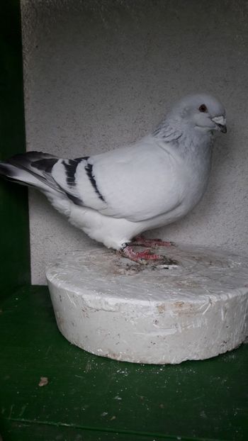 Mascul - 4Voiajor romanesc de frumusete