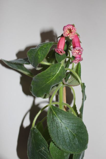 Sim Sim Cleopatra - Gesneria