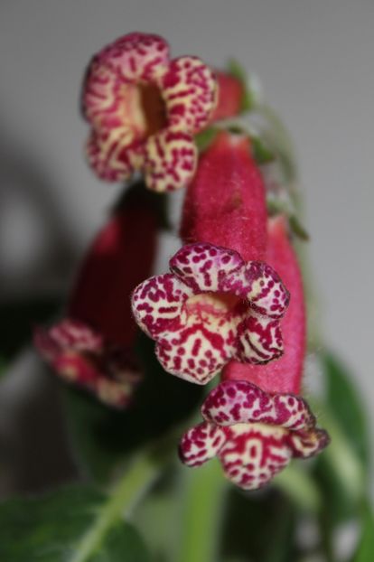 Sim Sim Cleopatra - Gesneria