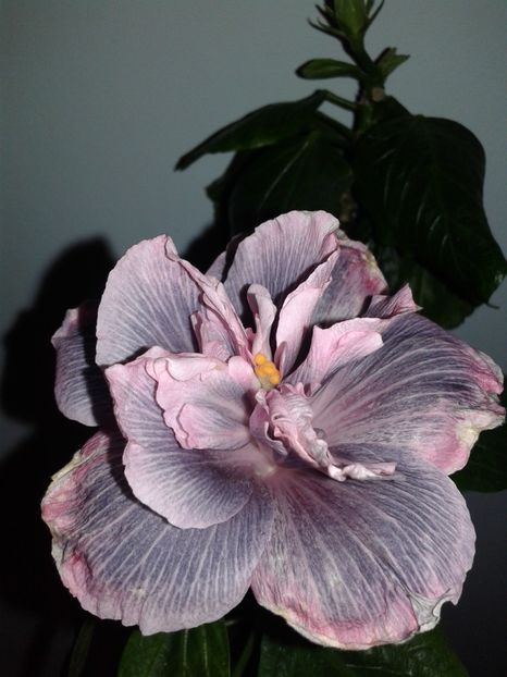  - Hibiscus Marianne Charlton