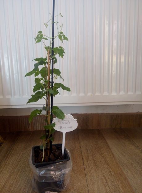 8 martie 2018 - 07 Sunset