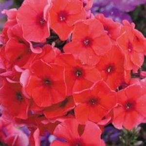 phlox-paniculata-adessa-orange-g-9 - c- achizitii primavara 2018